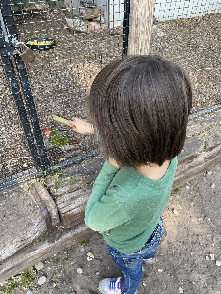 Max feeding a Parakeet at Zoo Veldhoven