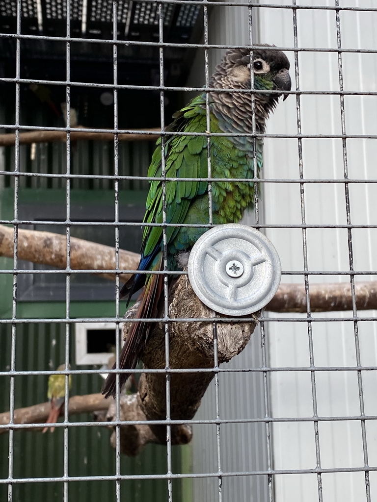 Parakeet at Zoo Veldhoven