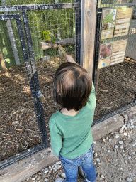 Max feeding an Illiger`s Macaw at Zoo Veldhoven, with explanation