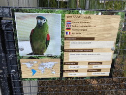 Explanation on the Red-shouldered Macaw at Zoo Veldhoven