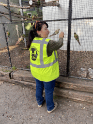Zookeeper feeding Parakeets at Zoo Veldhoven