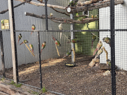 Parakeets being fed at Zoo Veldhoven