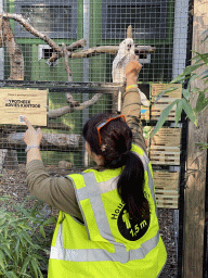 Zookeeper feeding a White Cockatoo at Zoo Veldhoven, with explanation
