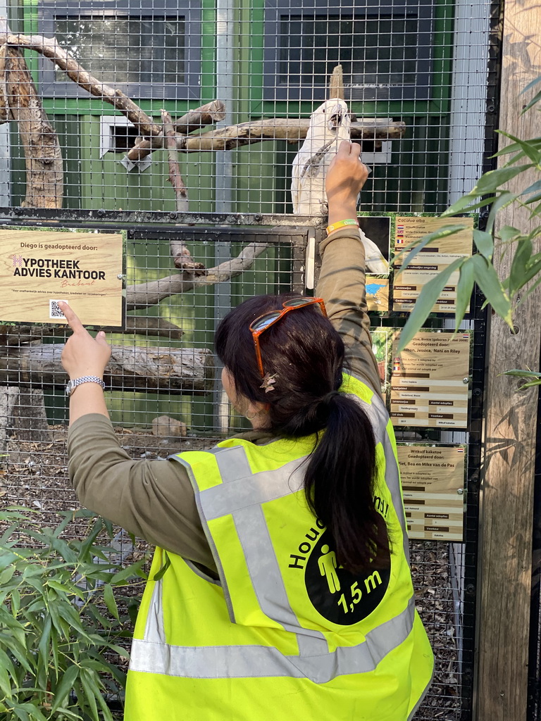 Zookeeper feeding a White Cockatoo at Zoo Veldhoven, with explanation