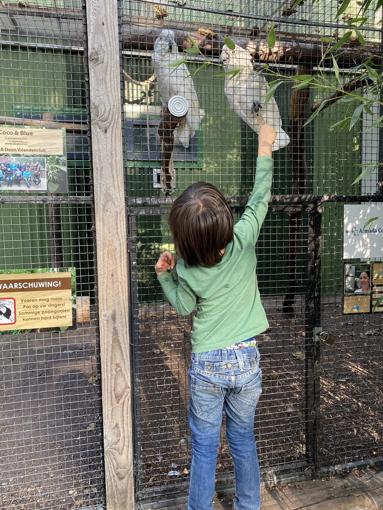 Max feeding White Cockatoos at Zoo Veldhoven