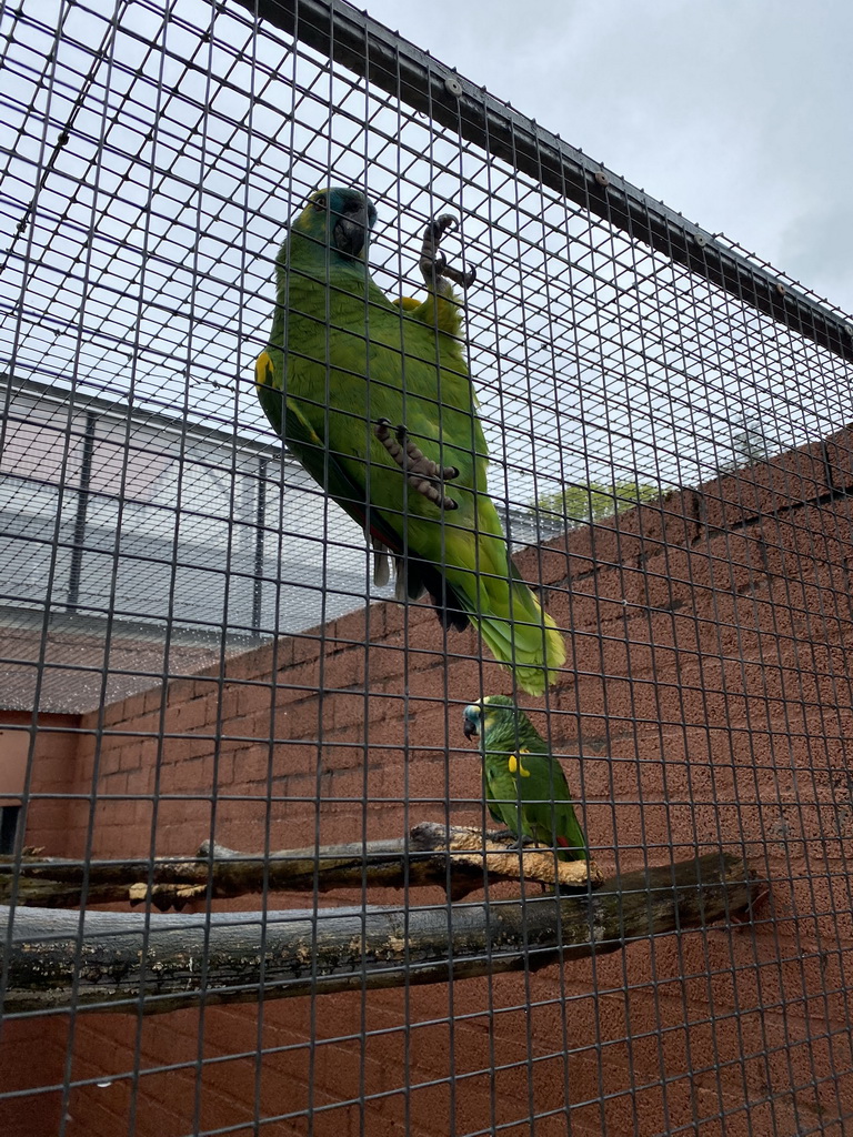 Parrots at Zoo Veldhoven