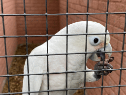 Parrot at Zoo Veldhoven