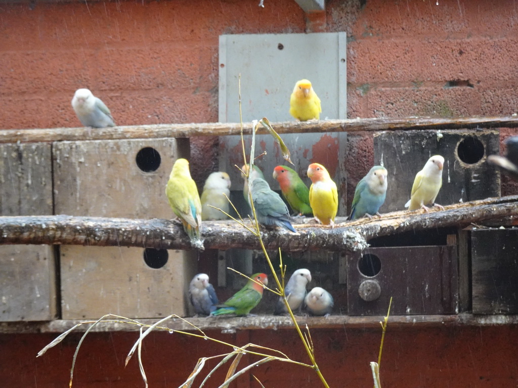 Lovebirds at Zoo Veldhoven