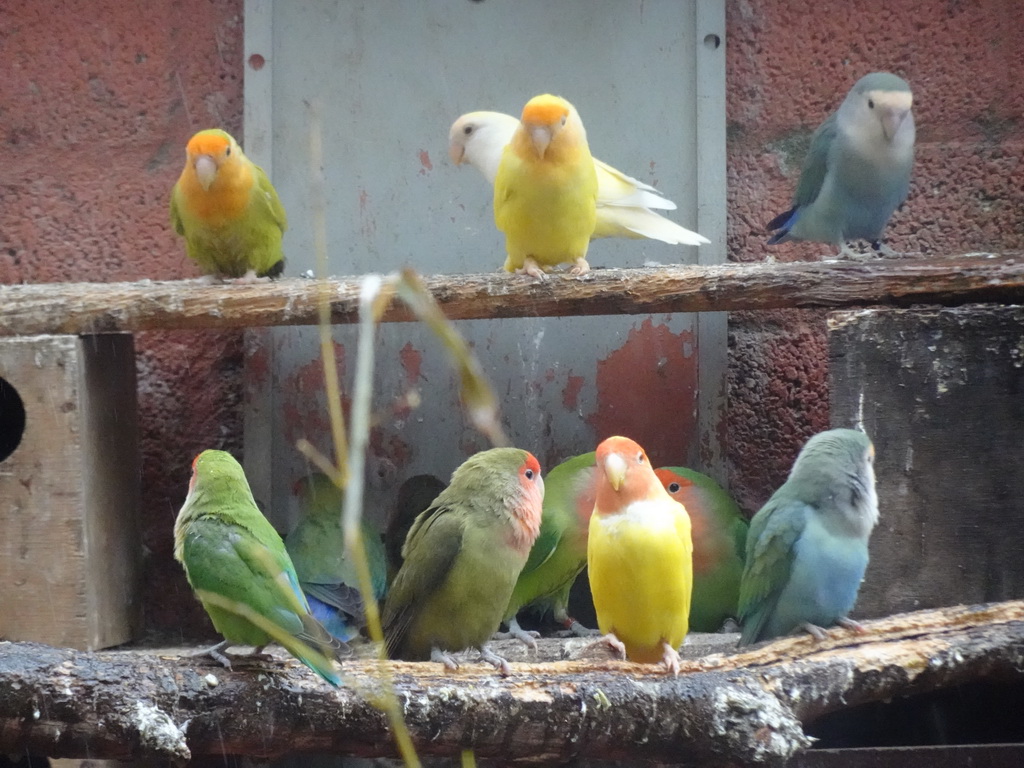 Lovebirds at Zoo Veldhoven