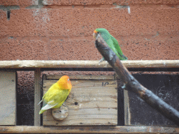 Lovebirds at Zoo Veldhoven
