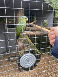 Max feeding Lovebirds at Zoo Veldhoven
