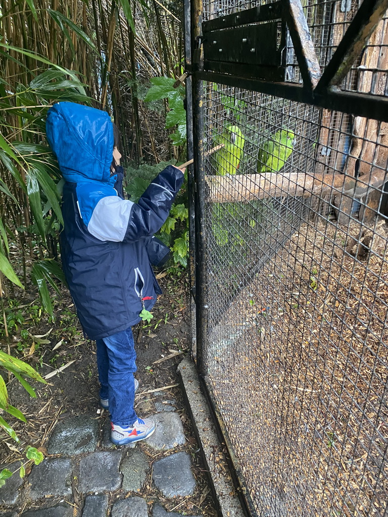 Max feeding Parrots at Zoo Veldhoven