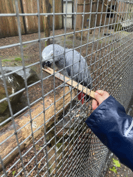 Max feeding a Parrot at Zoo Veldhoven