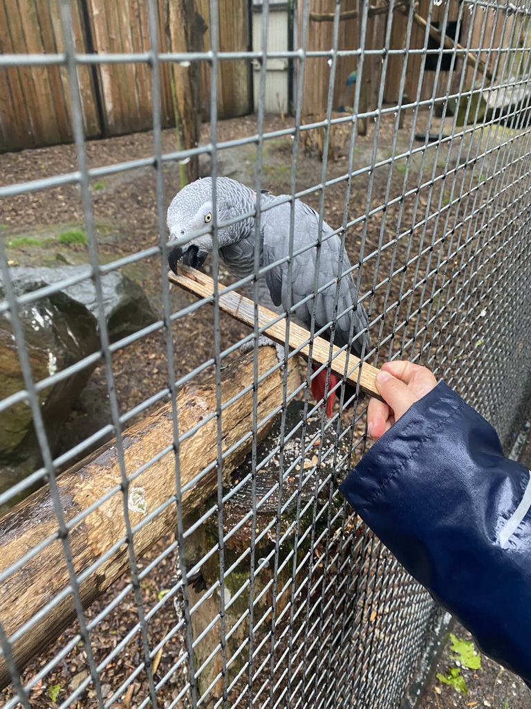 Max feeding a Parrot at Zoo Veldhoven