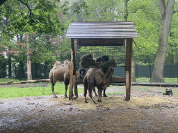 Bactrian Camels at Zoo Veldhoven