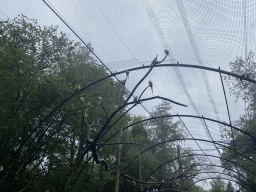 Parrots in an Aviary at Zoo Veldhoven