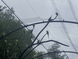 Parrots in an Aviary at Zoo Veldhoven