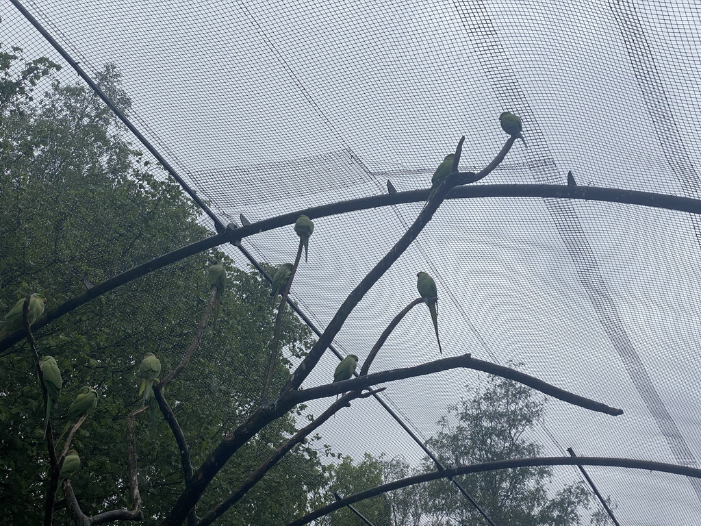 Parrots in an Aviary at Zoo Veldhoven