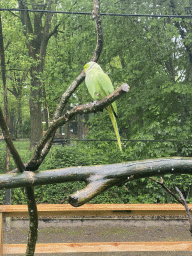 Parrot in an Aviary at Zoo Veldhoven