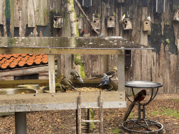 Birds in an Aviary at Zoo Veldhoven