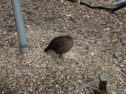 Bird in an Aviary at Zoo Veldhoven