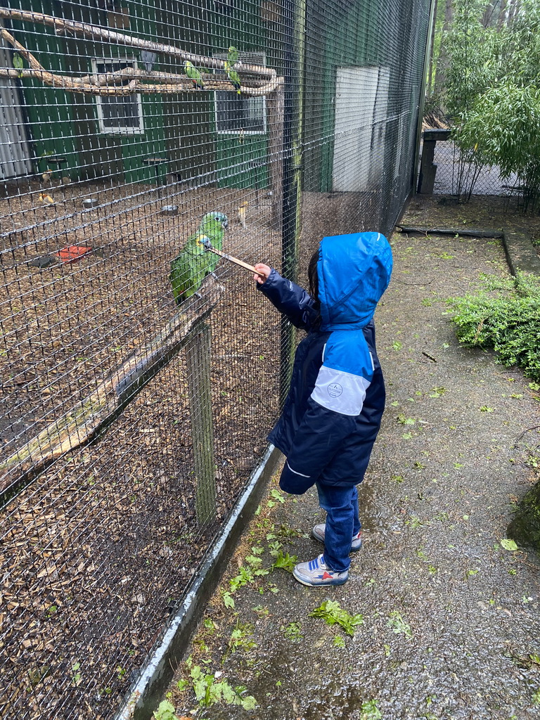 Max feeding Parrots at Zoo Veldhoven