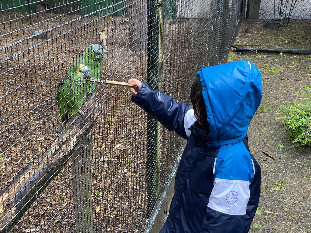 Max feeding Parrots at Zoo Veldhoven