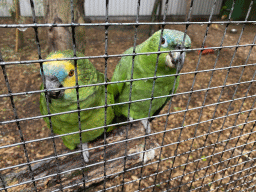Blue-fronted Yellow-shouldered Amazon and Bolivian Blue-fronted Amazon at Zoo Veldhoven