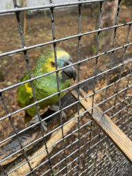 Max feeding a Blue-fronted Yellow-shouldered Amazon at Zoo Veldhoven