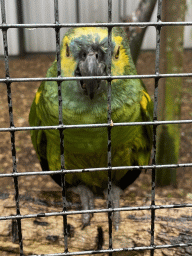 Blue-fronted Yellow-shouldered Amazon at Zoo Veldhoven
