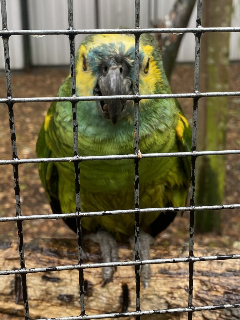 Blue-fronted Yellow-shouldered Amazon at Zoo Veldhoven