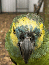 Blue-fronted Yellow-shouldered Amazon at Zoo Veldhoven