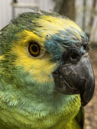 Blue-fronted Yellow-shouldered Amazon at Zoo Veldhoven