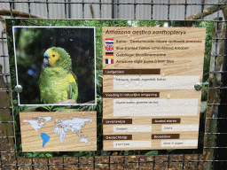Explanation on the Blue-fronted Yellow-shouldered Amazon at Zoo Veldhoven