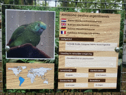 Explanation on the Bolivian Blue-fronted Amazon at Zoo Veldhoven