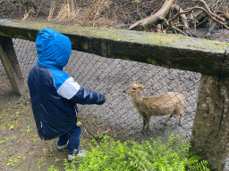 Max with a Muntjac at Zoo Veldhoven