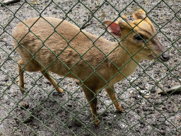 Muntjac at Zoo Veldhoven