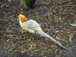 Pheasant at Zoo Veldhoven