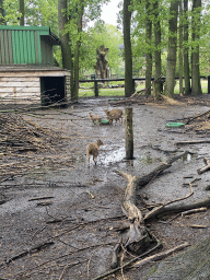 Muntjacs at Zoo Veldhoven