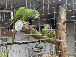 Parrots of Zoo Veldhoven