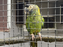 Parrot of Zoo Veldhoven