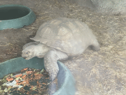 Tortoise at Zoo Veldhoven