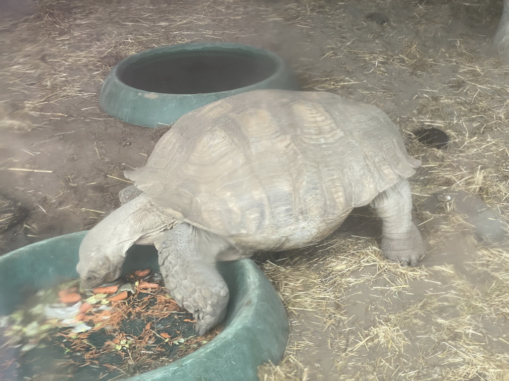 Tortoise at Zoo Veldhoven
