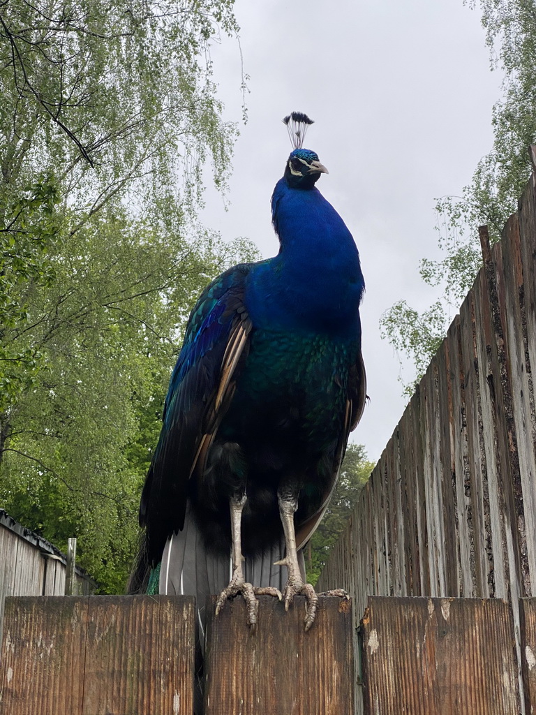 Peacock at Zoo Veldhoven