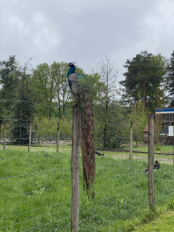 Peacock and Black Storks at Zoo Veldhoven