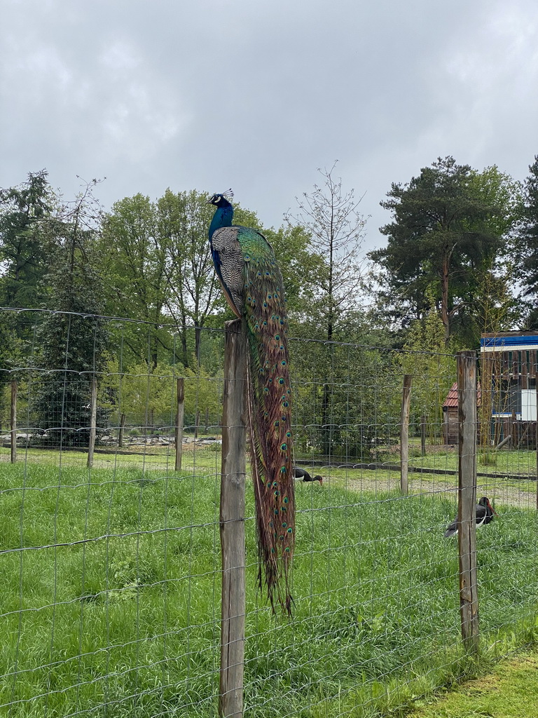 Peacock and Black Storks at Zoo Veldhoven