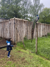 Max with a Peacock at Zoo Veldhoven