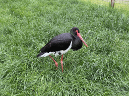 Black Stork at Zoo Veldhoven