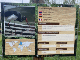 Explanation on the Black Stork at Zoo Veldhoven