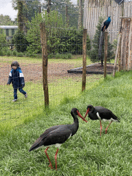Max with a Peacock and Black Storks at Zoo Veldhoven